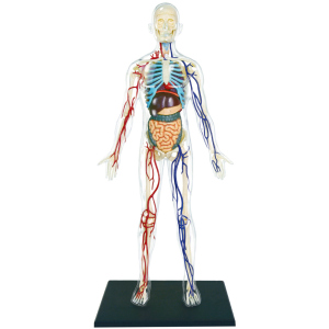 Объемная анатомическая модель 4D Master Тело человека прозрачное (FM-626204) (4894793262044) в Ивано-Франковске