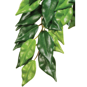 Растение Hagen Ficus Medium (015561230407) ТОП в Ивано-Франковске